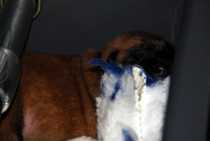 du Phare d'Ynys - Eurasier - Portée née le 10/02/2016